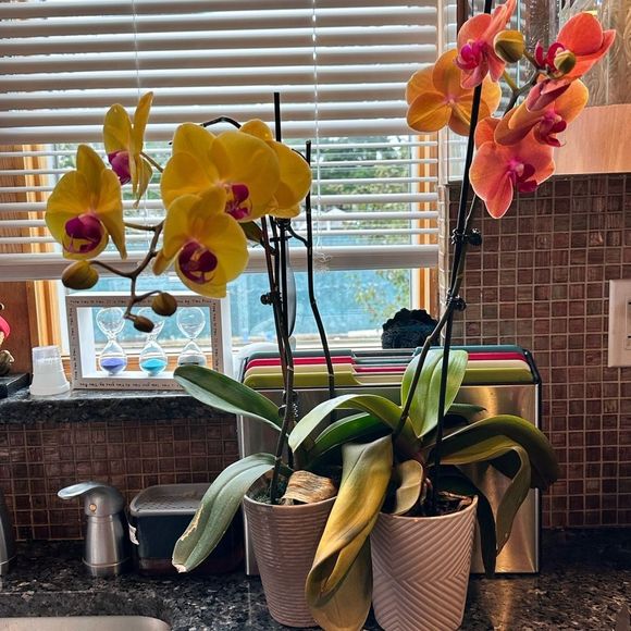 Show  like for notifications - Picture 9 of 16